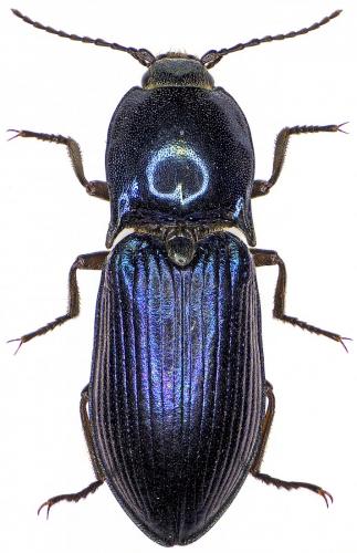 Selatosomus amplicollis